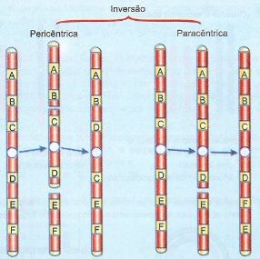Aberração por inversão de cromossomos