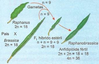 Espécie Raphanobrassica gerada por aberração