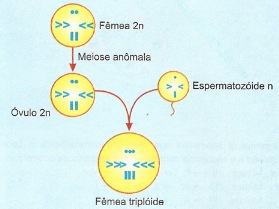 Poliploidia em drosófila - aberração cromossômica numérica