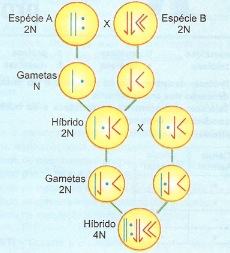 Cruzamento interespecífico na aberração cromossômica