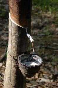 Extra&ccedil;&atilde;o de borracha da seringueira