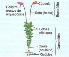 Briófita