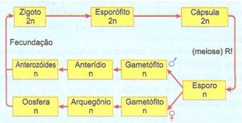 ciclo de vida de uma briófita