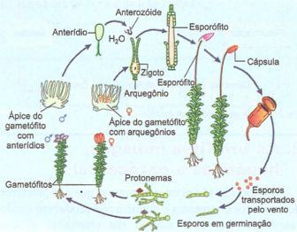 Ciclo reprodutor de uma briófita