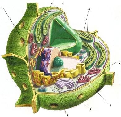 As partes de uma célula vegetal