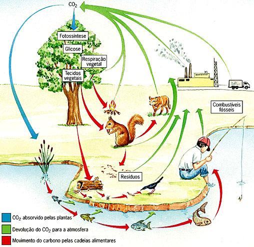 Ciclo do Carbono