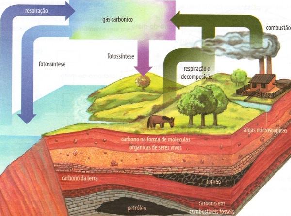 Esquema representando o ciclo do carbono