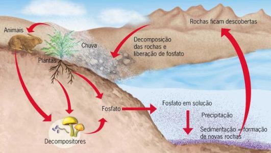 Ciclo do fósforo