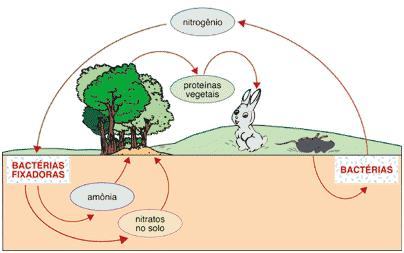 Ciclo do nitrogênio