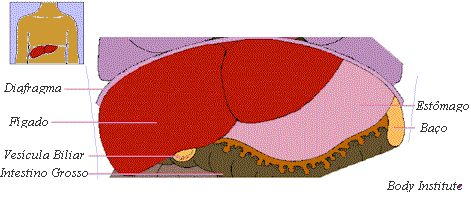 esquema do fígado