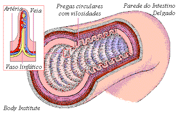 : : :  superfície interna  : : :
