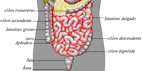: : :  intestino grosso  : : :