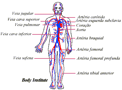 sistema circulatório