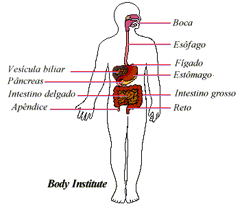 sistema digestivo