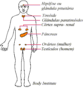 glândulas endócrinas