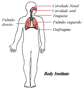 sistema respiratório