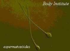 : : :  dois espermatozóides  : : :