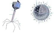 bacteriófago e a célula