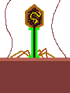 vírus (Bacteriófago T4)