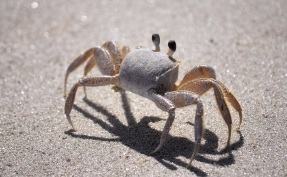 Caranguejo na praia