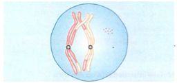 Diacinese na meiose