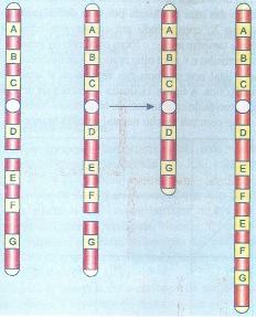 Aberração cromossômica por duplicação