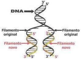 Esquema da duplicação do DNA