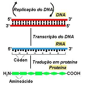 Como ocorro a duplicação, trascrição e tradução