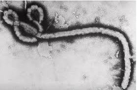 V&iacute;rus Ebola