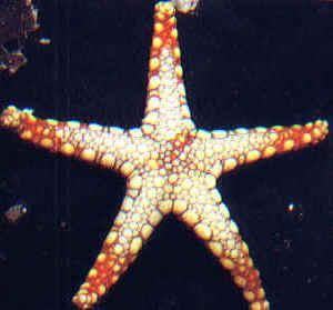 Equinodermo: Estrela do mar