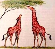 Evolução das espécies segundo Lamarck, girafas.
