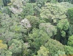 Floresta amazônica