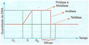 Fase intérfase da mitose