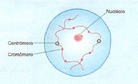Leptoteno na meiose