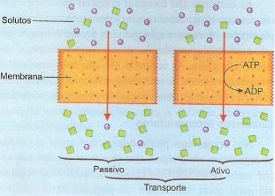 O transporte na membrana plasmática