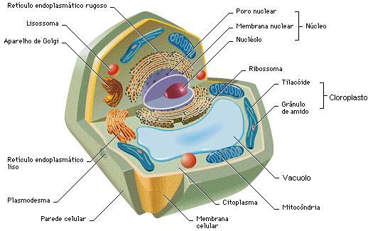 Organelas Citoplasmáticas