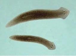 planaria.jpg