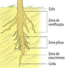Partes da raiz de uma planta