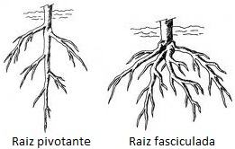 Tipos de raízes