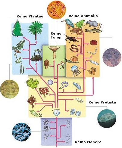 Figuras com todos os reinod animais