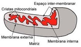 Mitocôndria - Respiração Celular