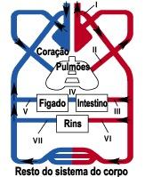 Esquema do sistema digestório