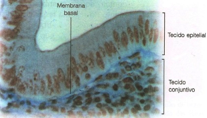 Tecido epitelial do intestino