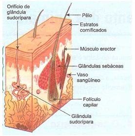 Tecido epitelial