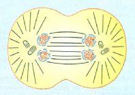 Início da telófase no cilco celular