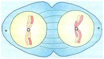 Telófase I da meiose