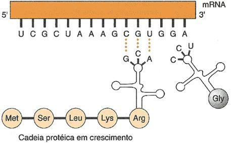 Processo de tradução