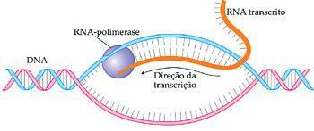 Processo de transcrição