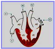 Valvulas cardiacas anatomia esquema