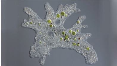 Protozoário rizópode.